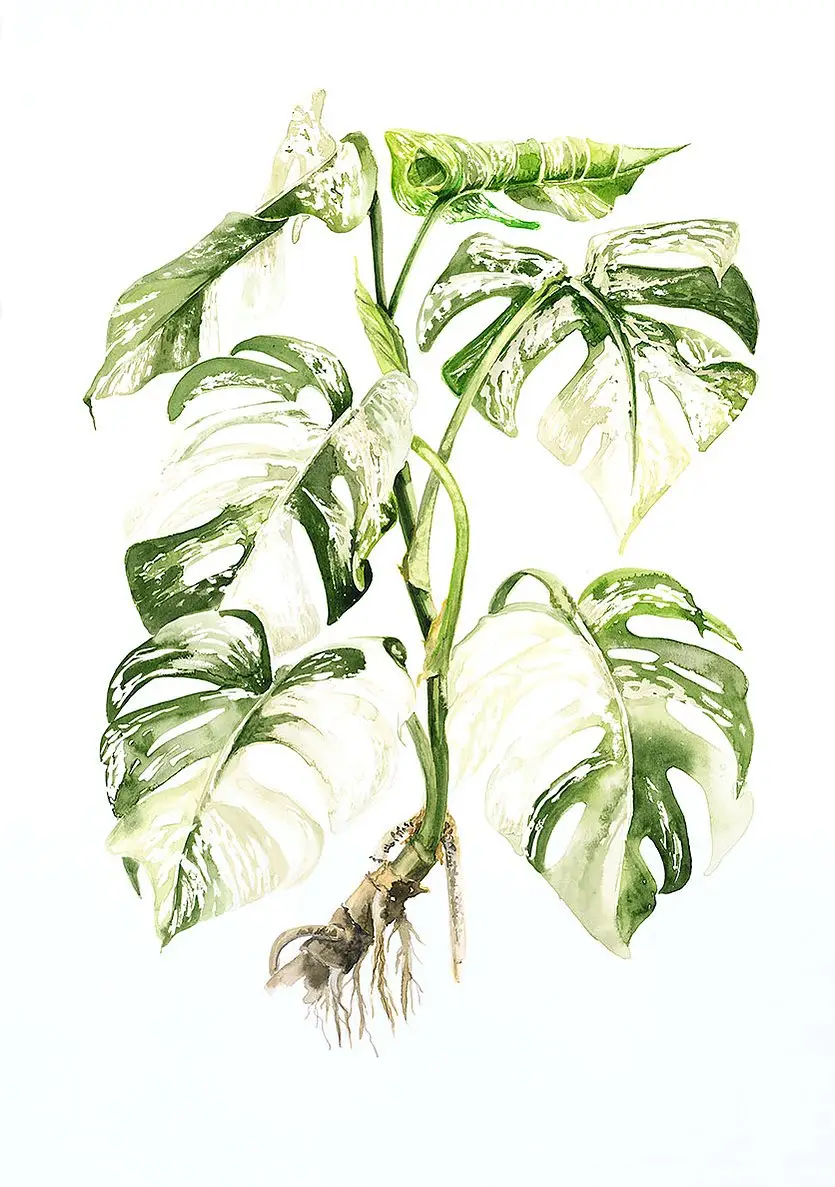 Monstera Deliciosa
