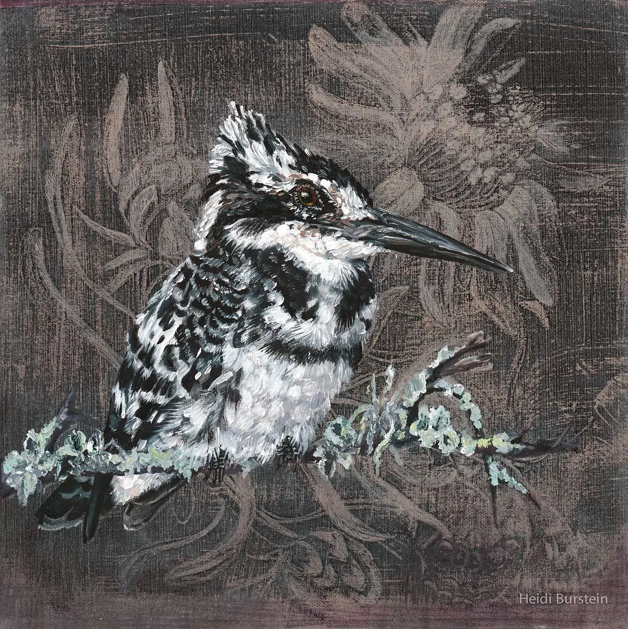 Pied King Fisher