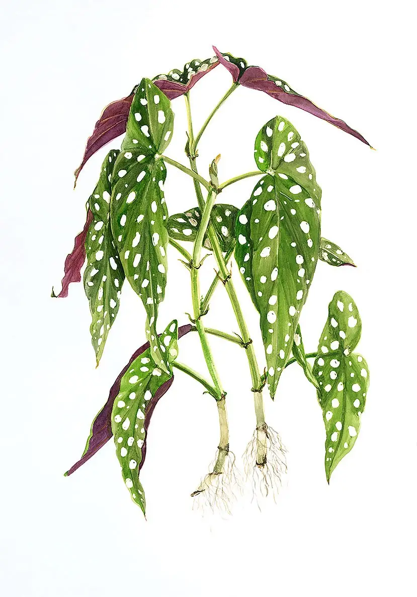 Begonia Maculata