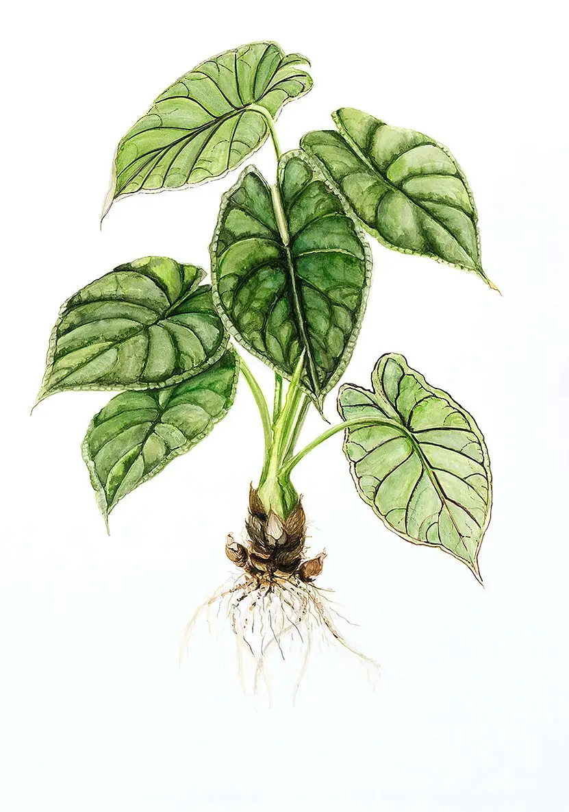 Alocasia Baginda