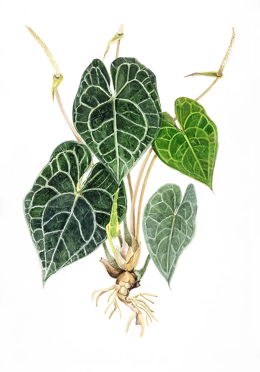 Anthurium Clarinervium