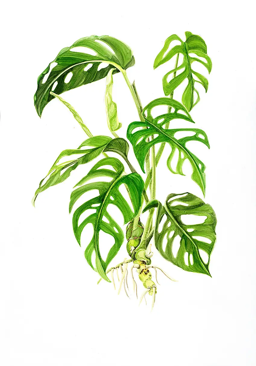 Monstera Adansonii