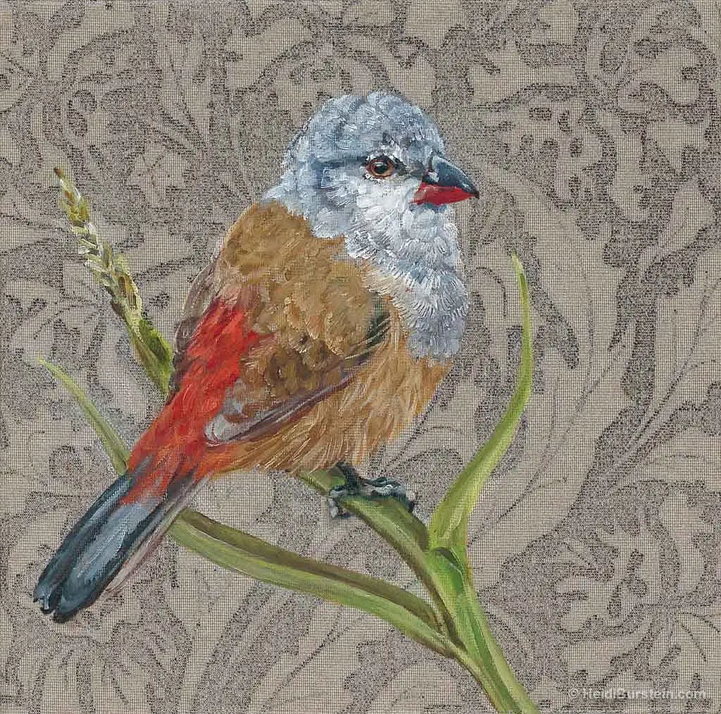 Yellow Bellied Waxbill