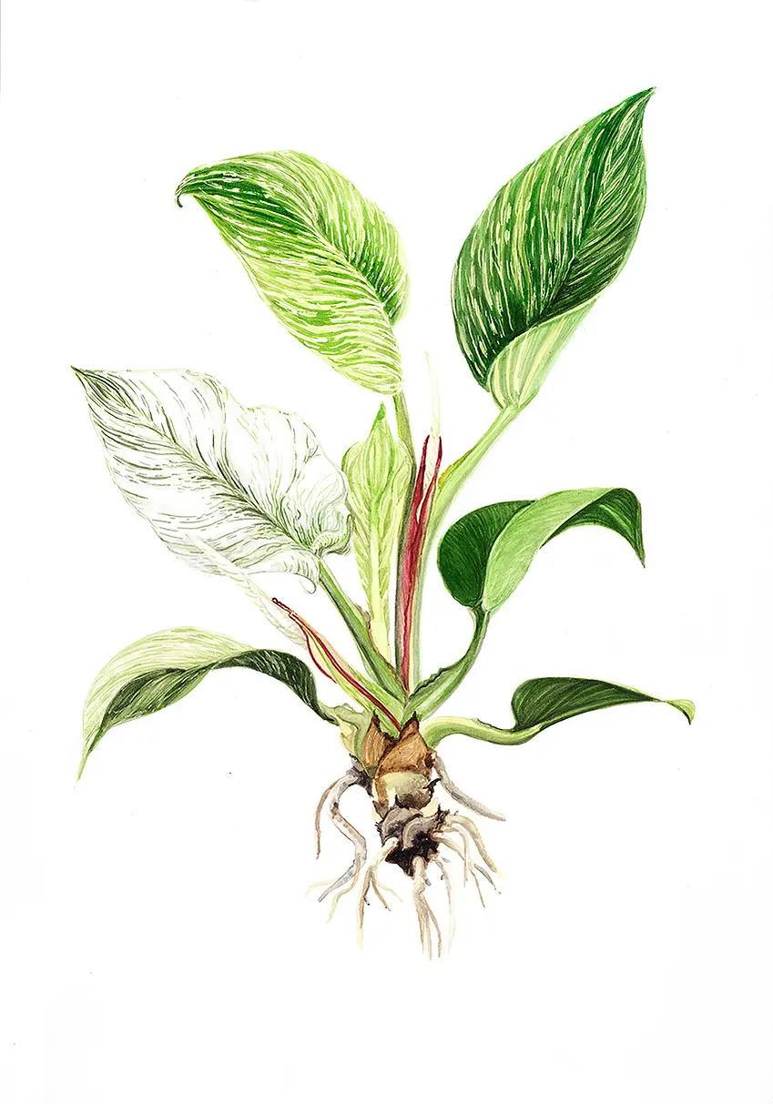 Philodendron Birkin