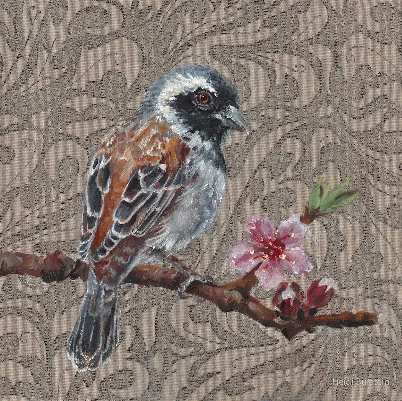 Cape Sparrow