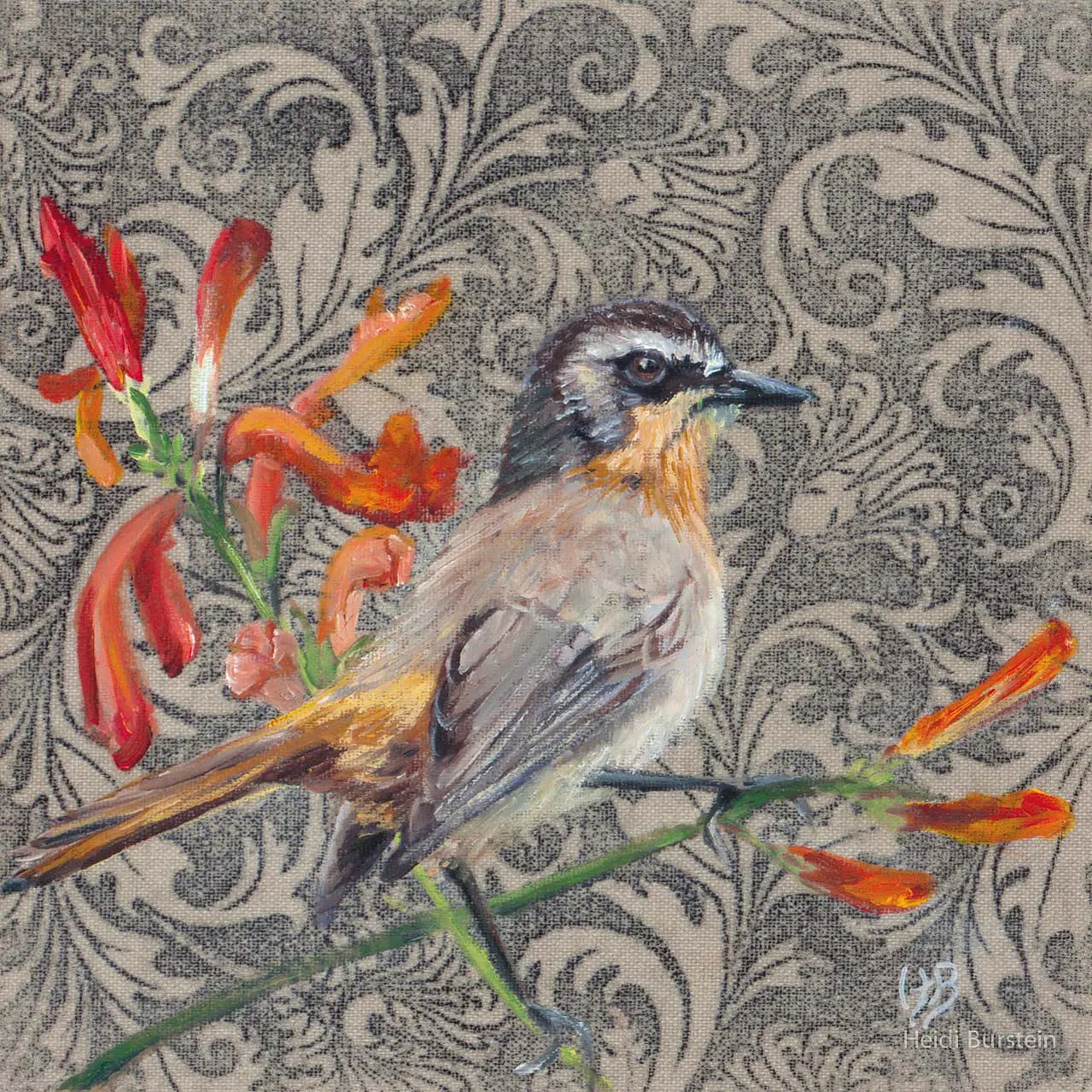 Cape Robin