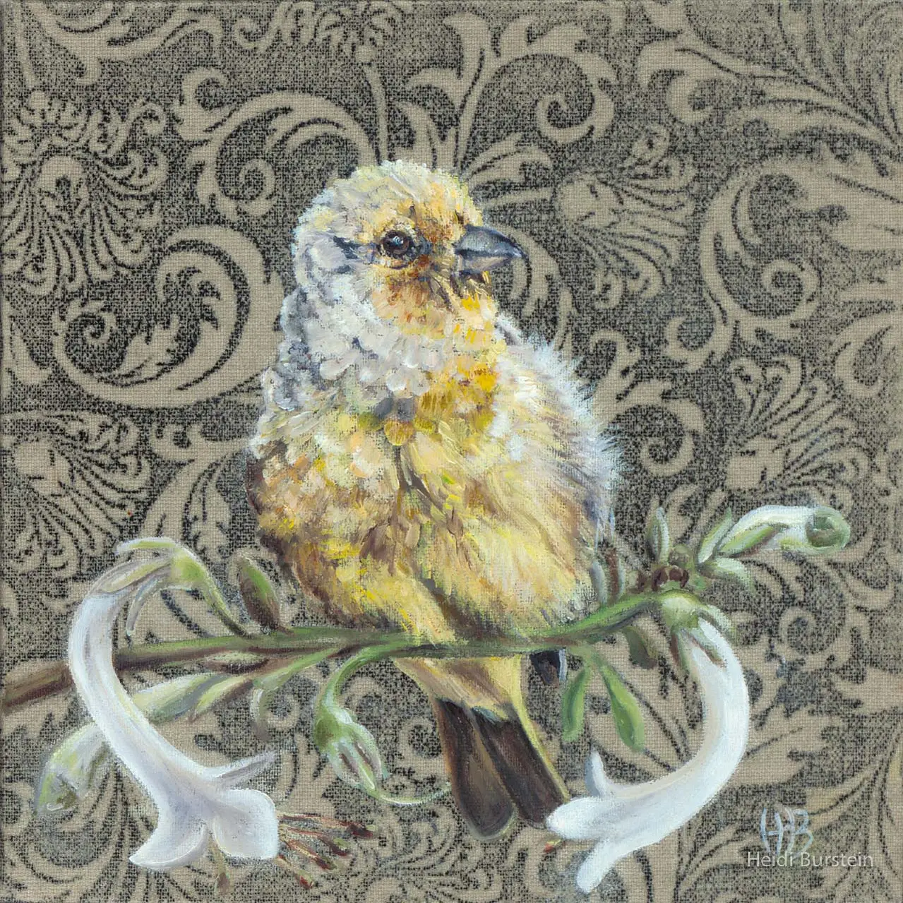 Cape Canary